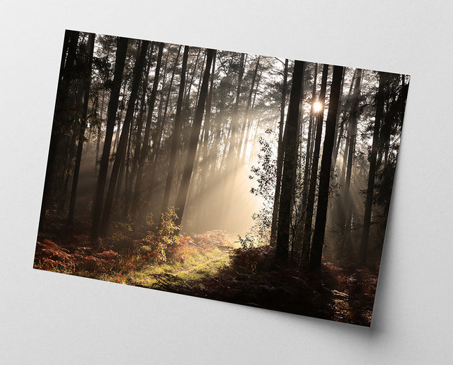 Sonnenstrahlen im Wald Main Image