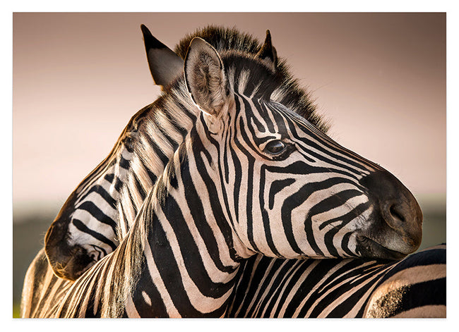 Zebras Hover Image