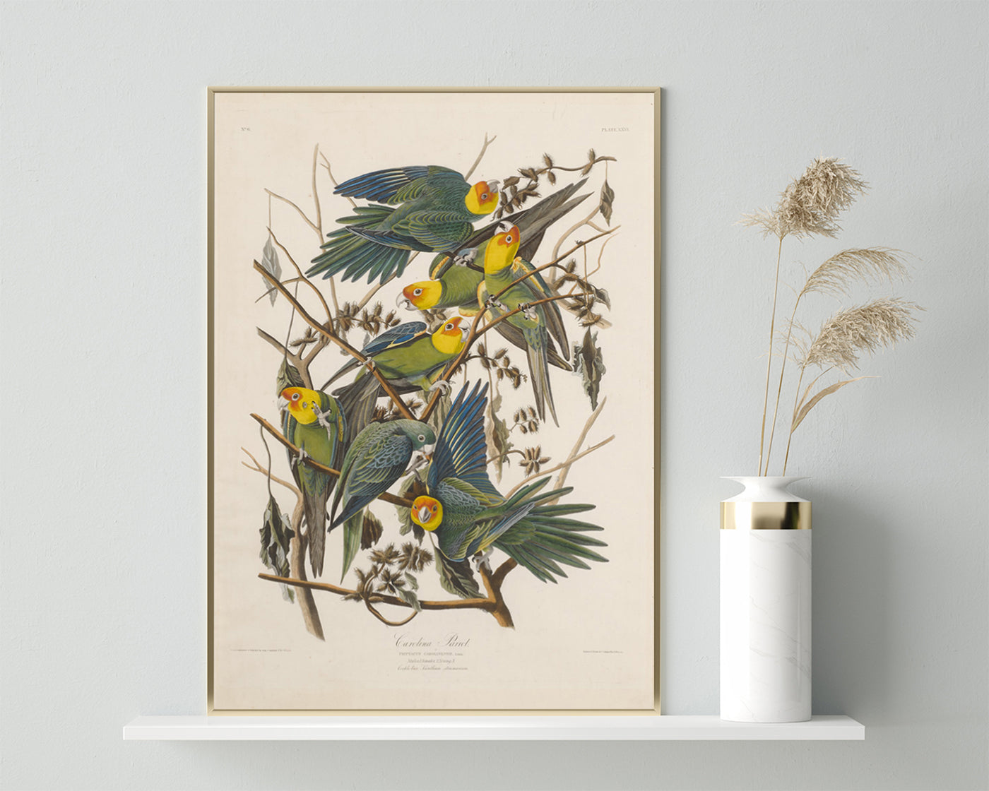 John James Audubon - Paradiesvögel