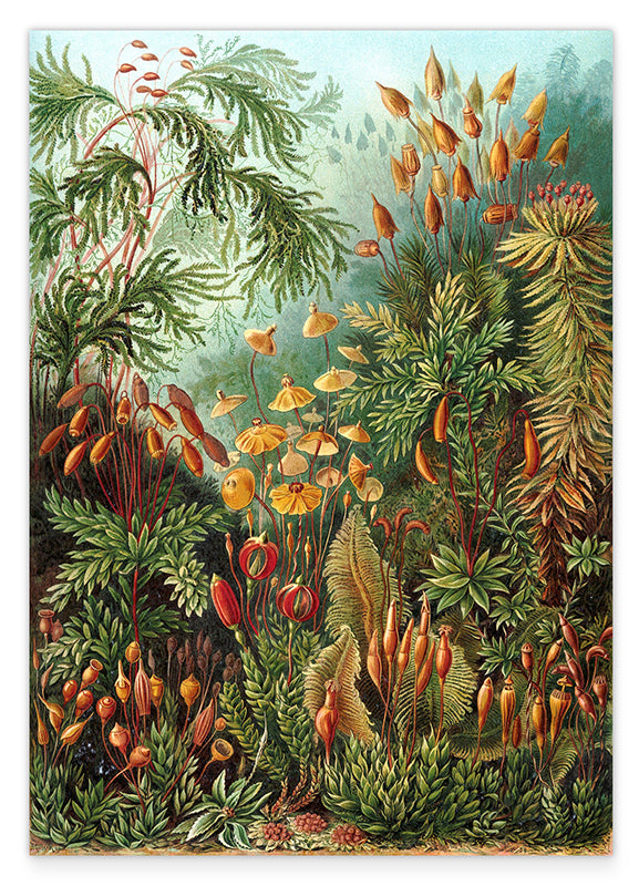 Ernst Haeckel - Botanik Hover Image