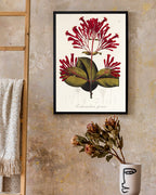 Ferdinandusa speciosa - Rötegewächs