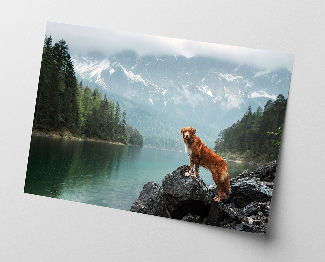 Hund in Berglandschaft
