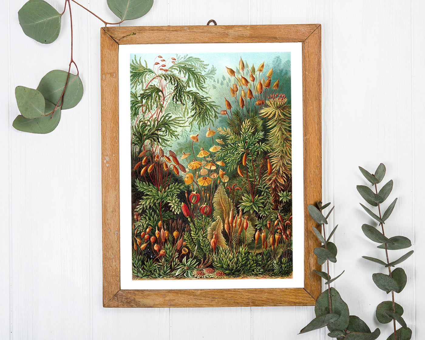 Ernst Haeckel - Botanik