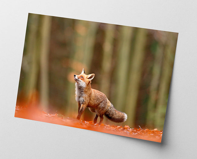 Fuchs im Wald Main Image