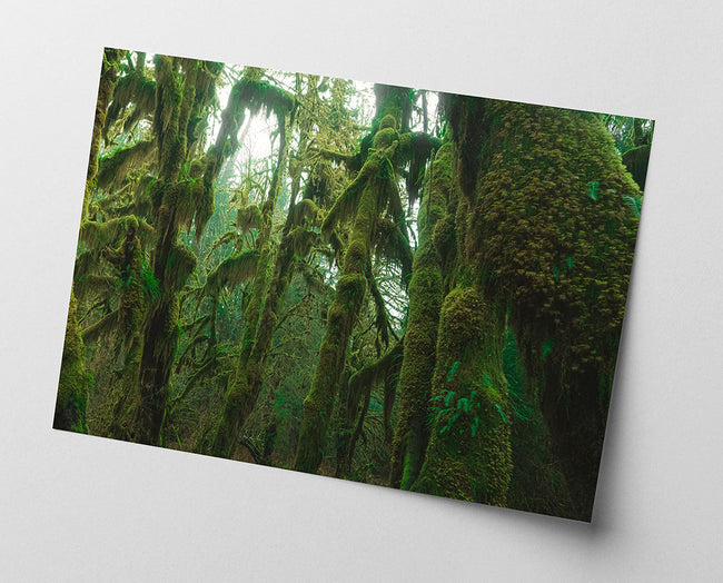 Regenwald Main Image