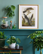 John James Audubon - Drei Greifvogelarten