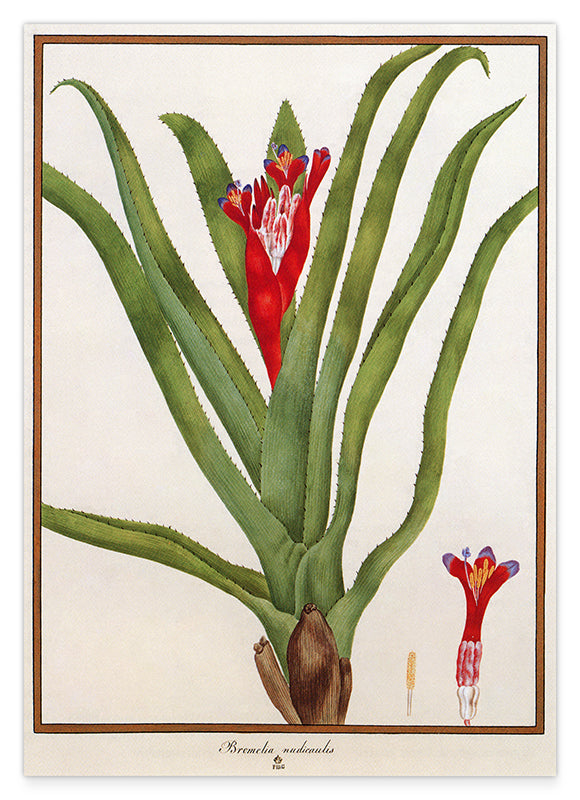 Bromelia Nudicaulis - Rote Blüte Hover Image