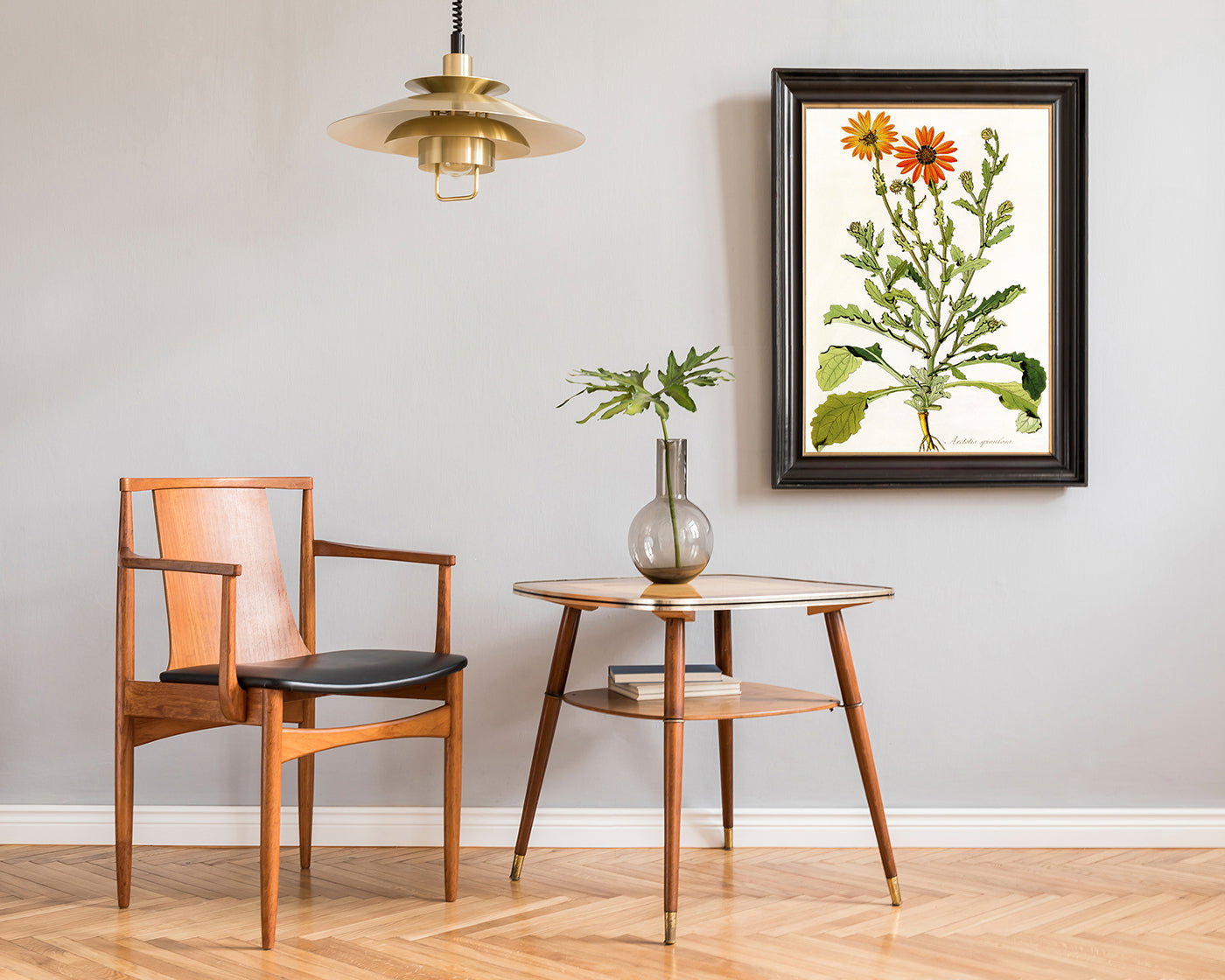 Arctotis Spinulosa - orangene Blüten