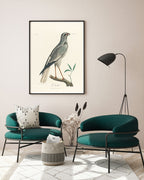 François Levaillant - Grauer Vogel