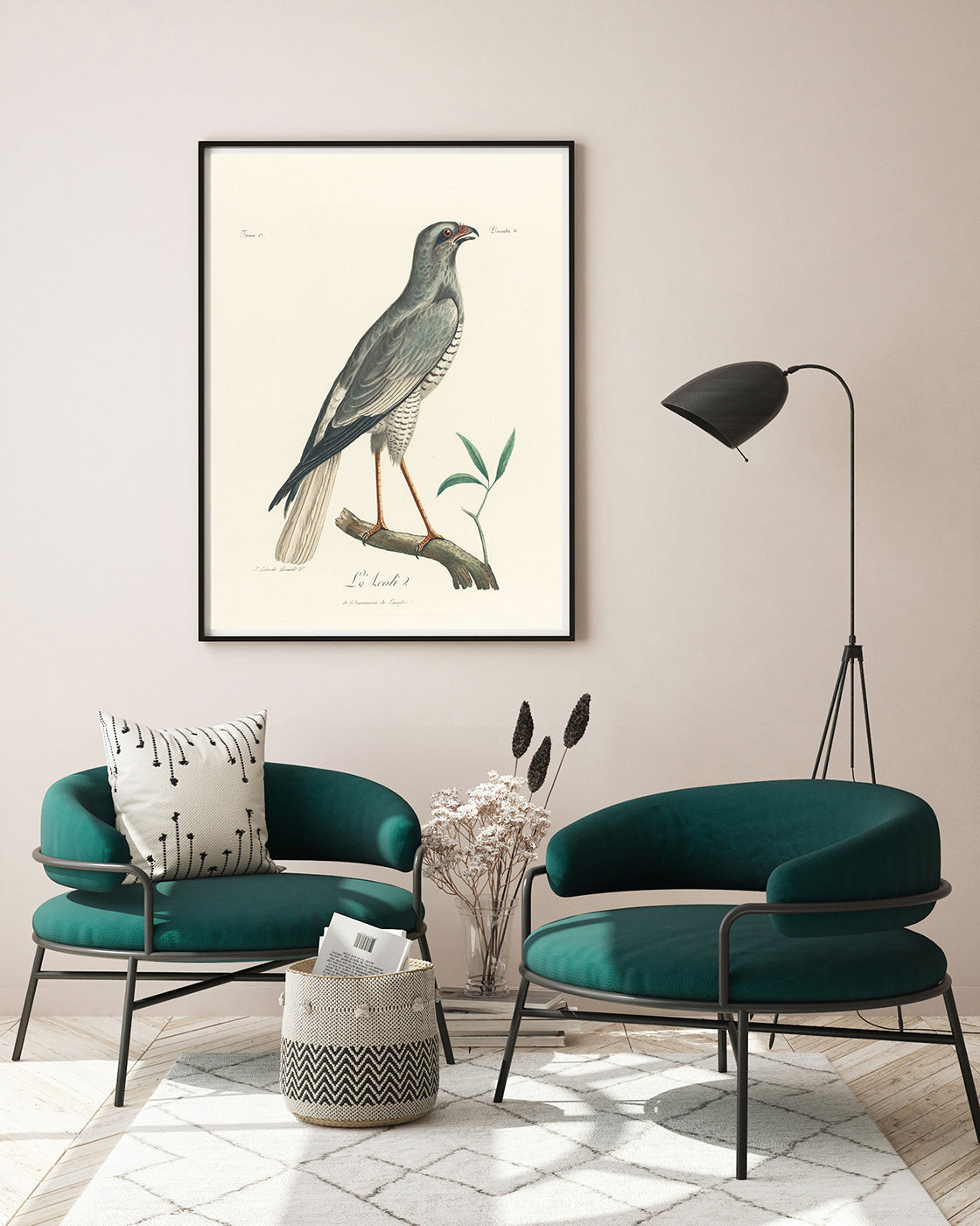 François Levaillant - Grauer Vogel