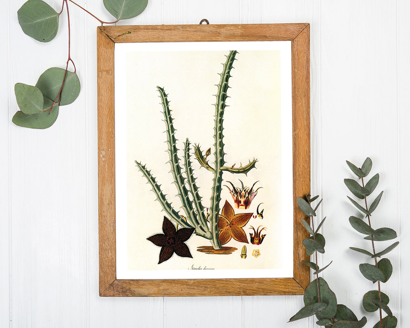 Stapelia Hircosa - Stapelien in Sternform