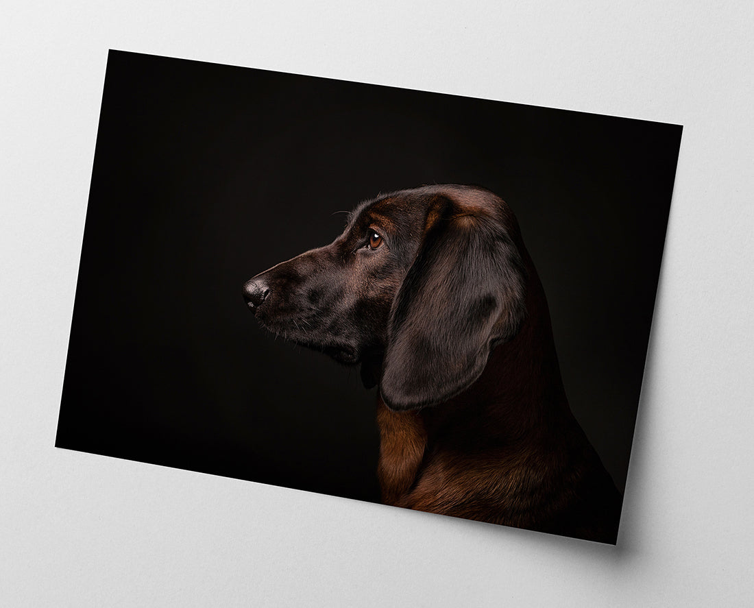 Bayerischer Gebirgsschweißhund - Jagdhund