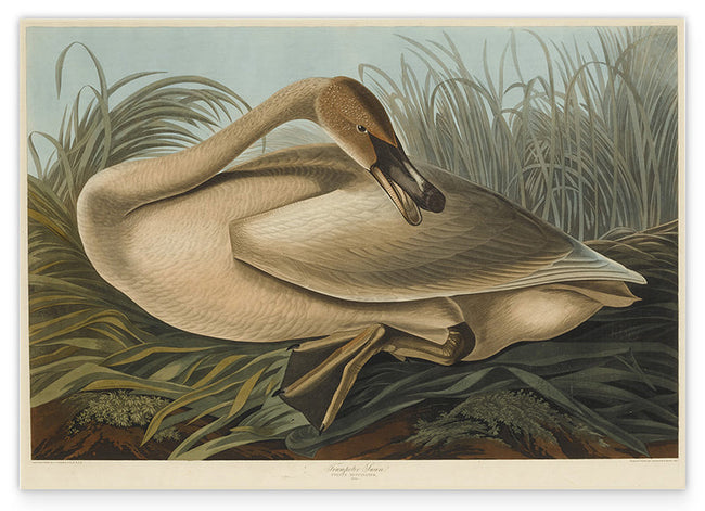 John James Audubon - Wildgans Hover Image
