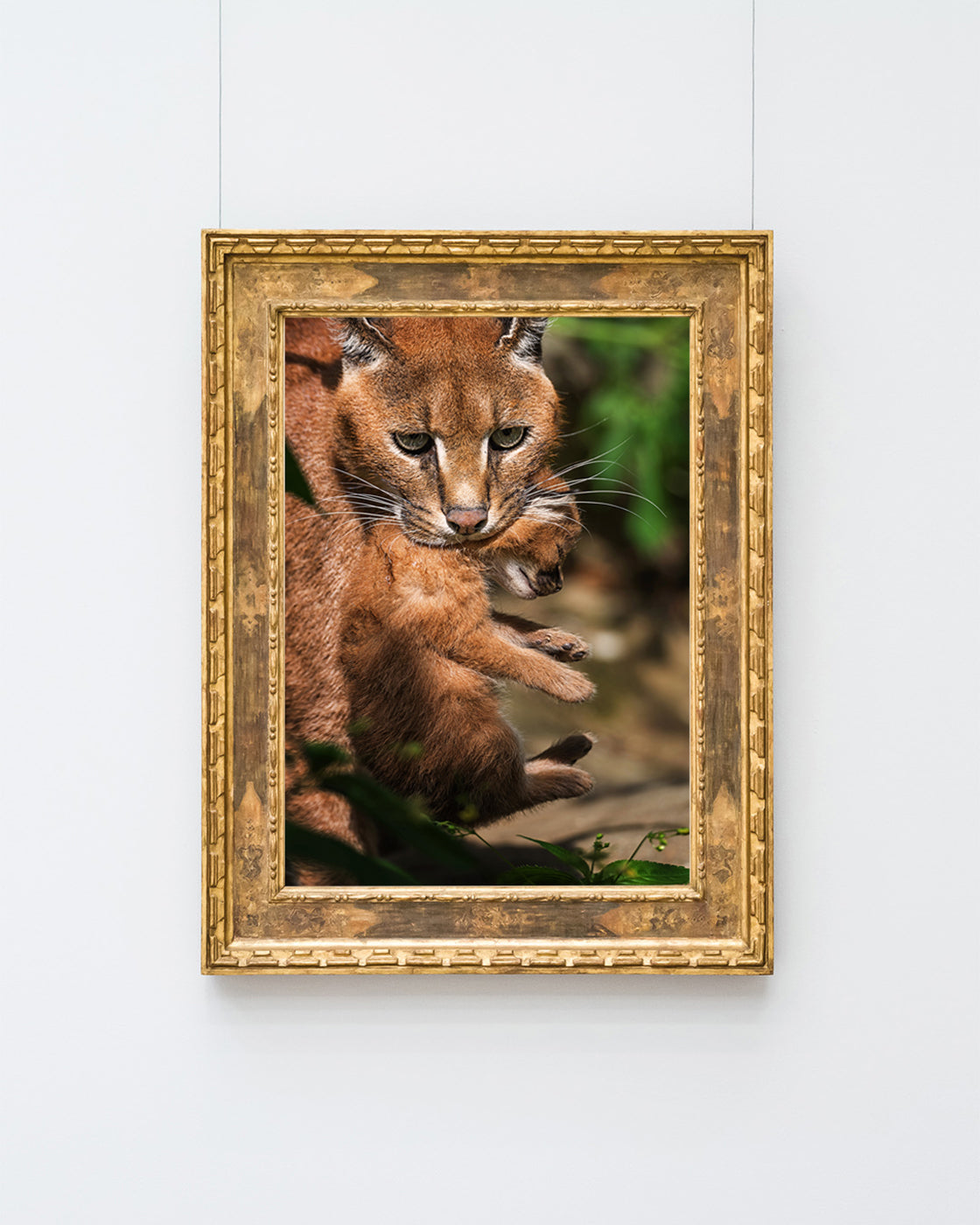 Karakal-Katze mit Baby