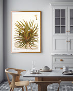 Stratiotes Aloides - Krebsschere