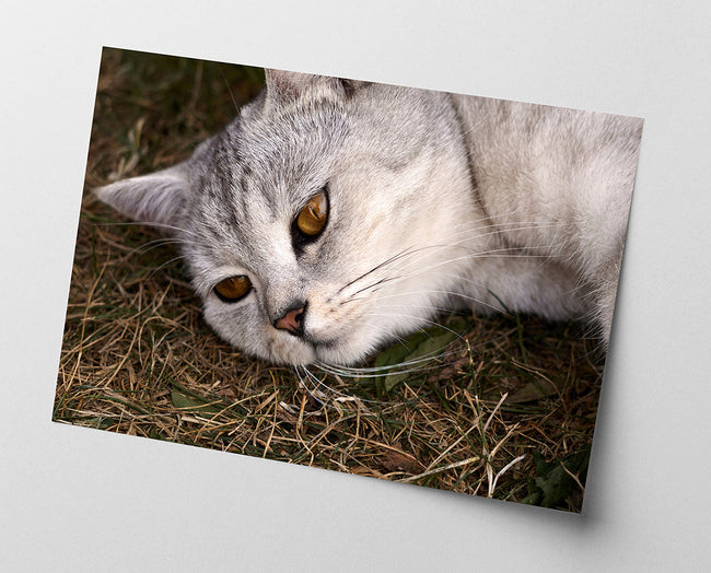 Süße Katze Main Image