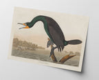 John James Audubon - Smaragdgrüner Wasservogel