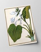 Funkia Cordata - Weiße Funkie