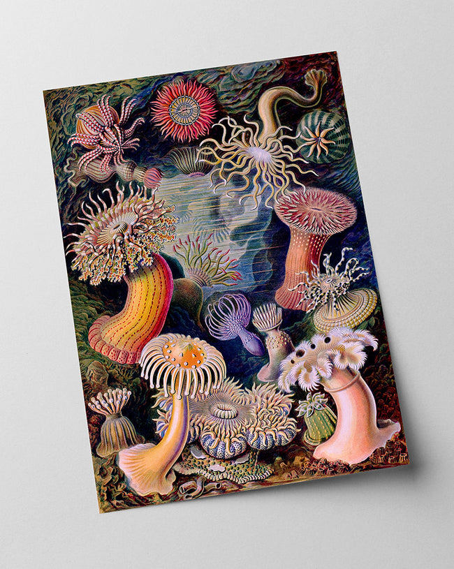 Ernst Haeckel - Anemonen Main Image