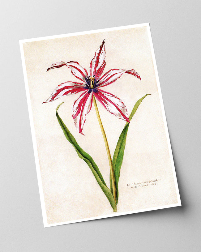 Rot-Weiße Lilie Main Image