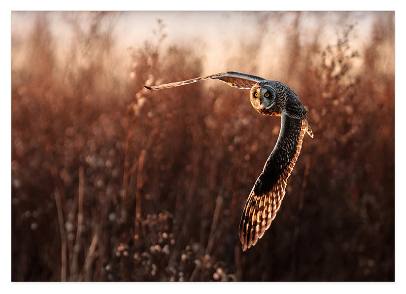 Fliegende Eule