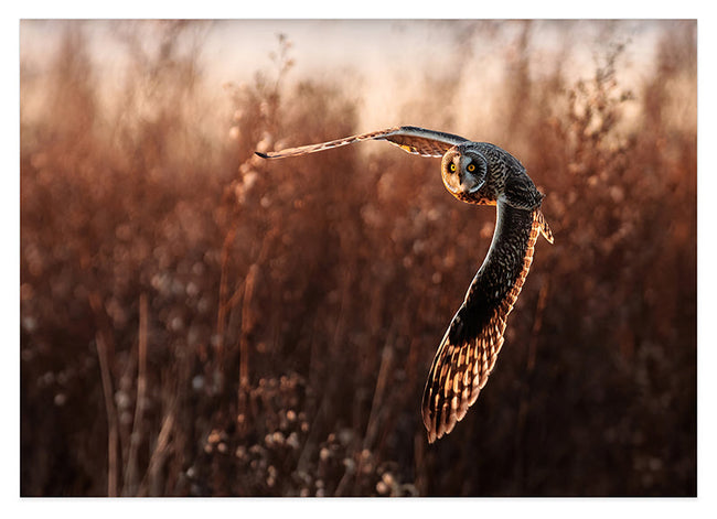 Fliegende Eule Hover Image