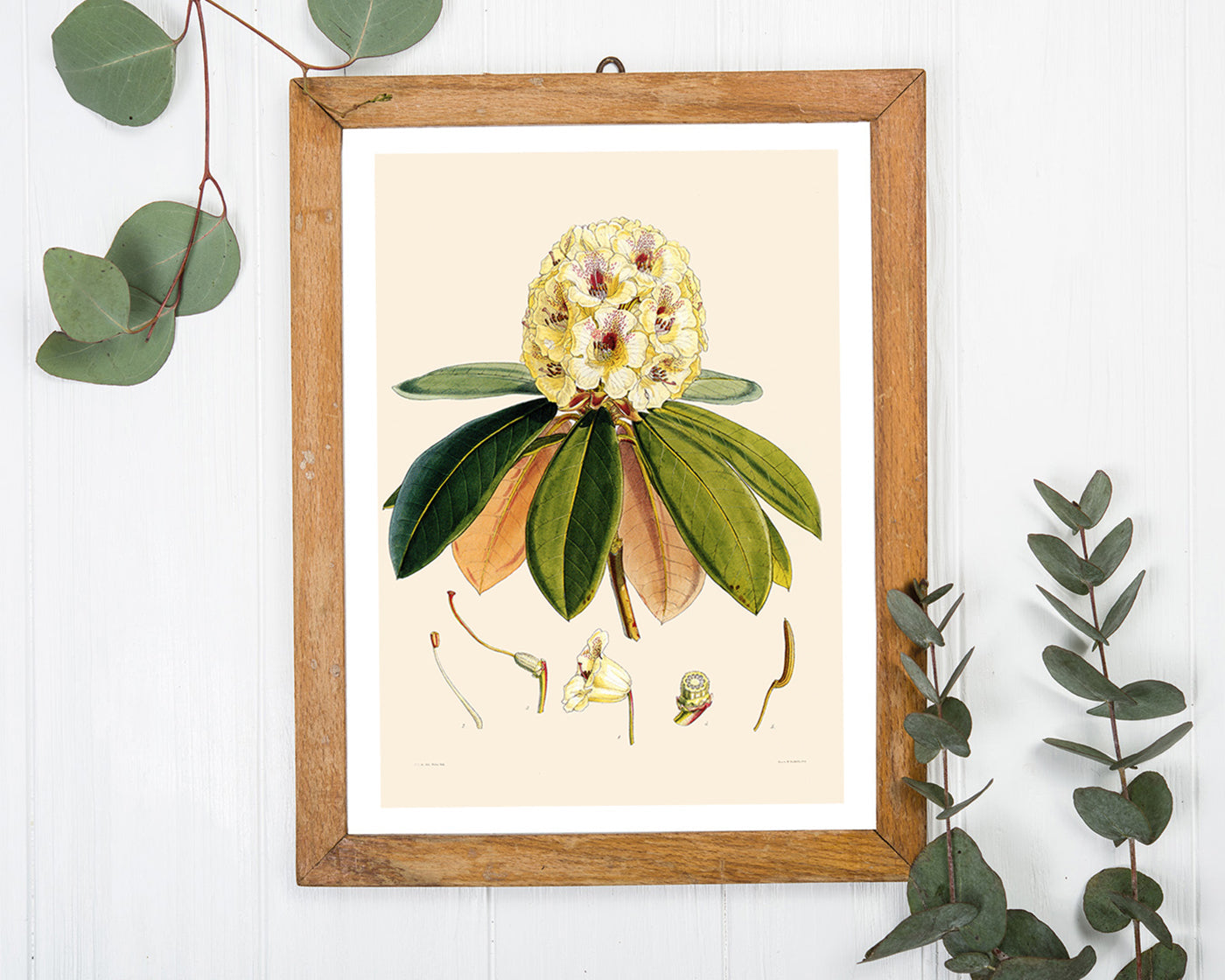 Weißer Rhododendron