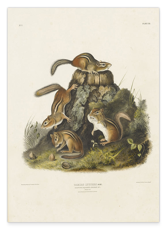 John James Audubon - Streifenhörnchen am Baumstamm Hover Image