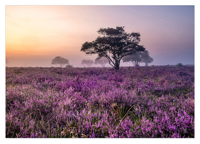 Wildes Lavendelfeld Hover Image