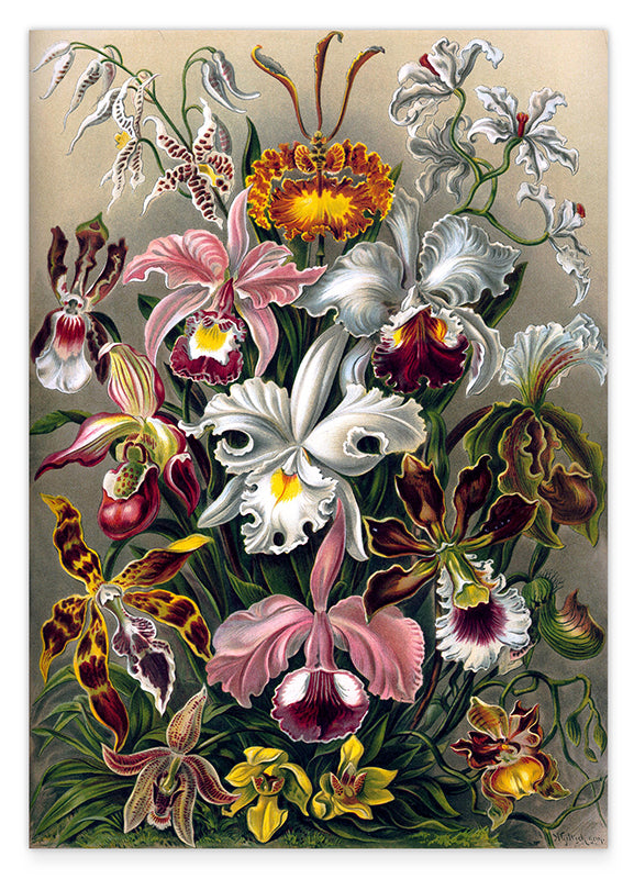 Ernst Haeckel - Blumen Hover Image