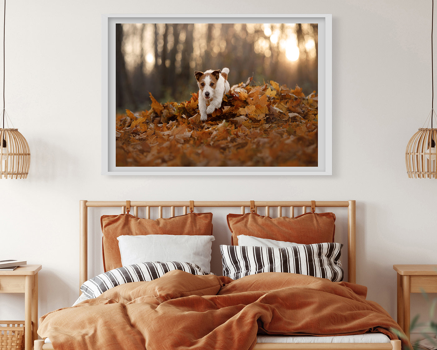 Jack Russel Terrier im Laub