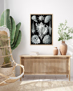 Ernst Haeckel - Seemuscheln und Schnecken