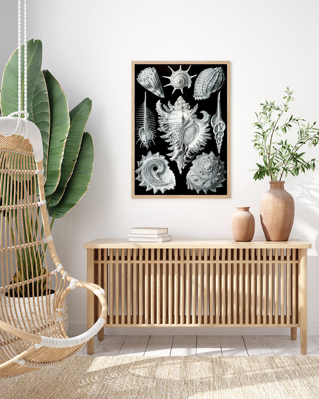 Ernst Haeckel - Seemuscheln und Schnecken