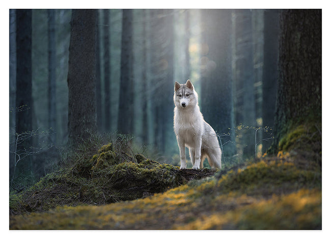 Husky im Wald Hover Image
