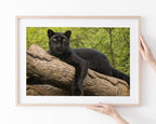 Schwarzer Panther auf einem Baum