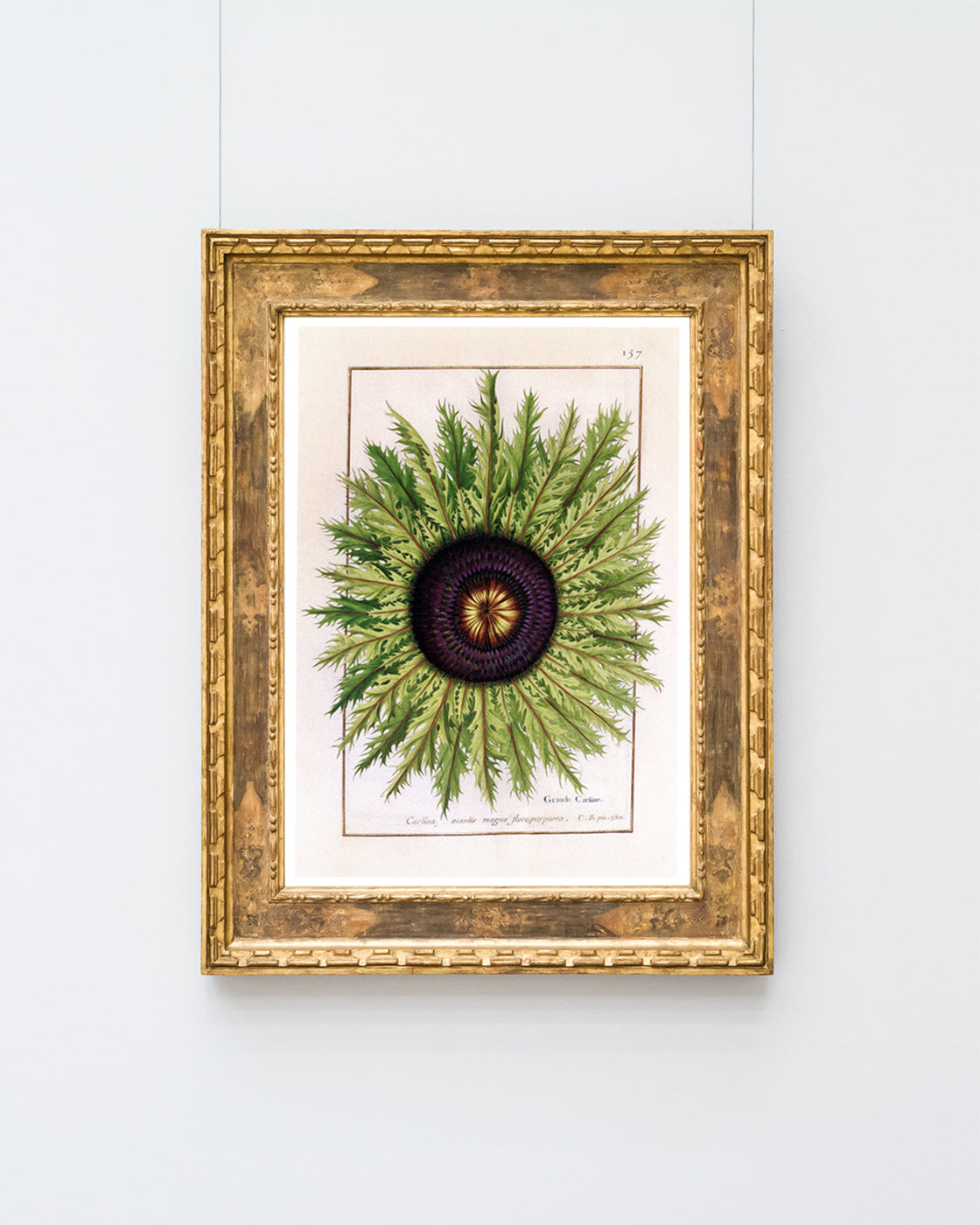 Calina - Eberwurzen Golddisteln