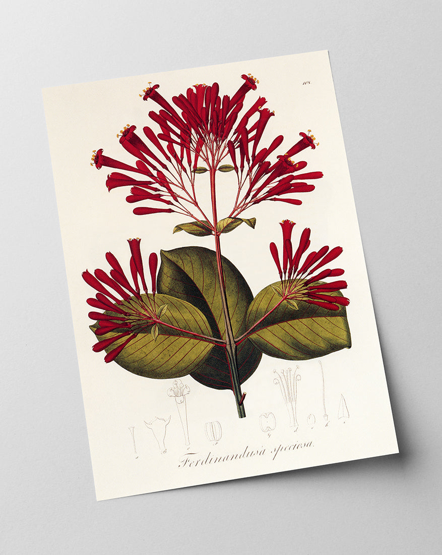 Ferdinandusa speciosa - Rötegewächs