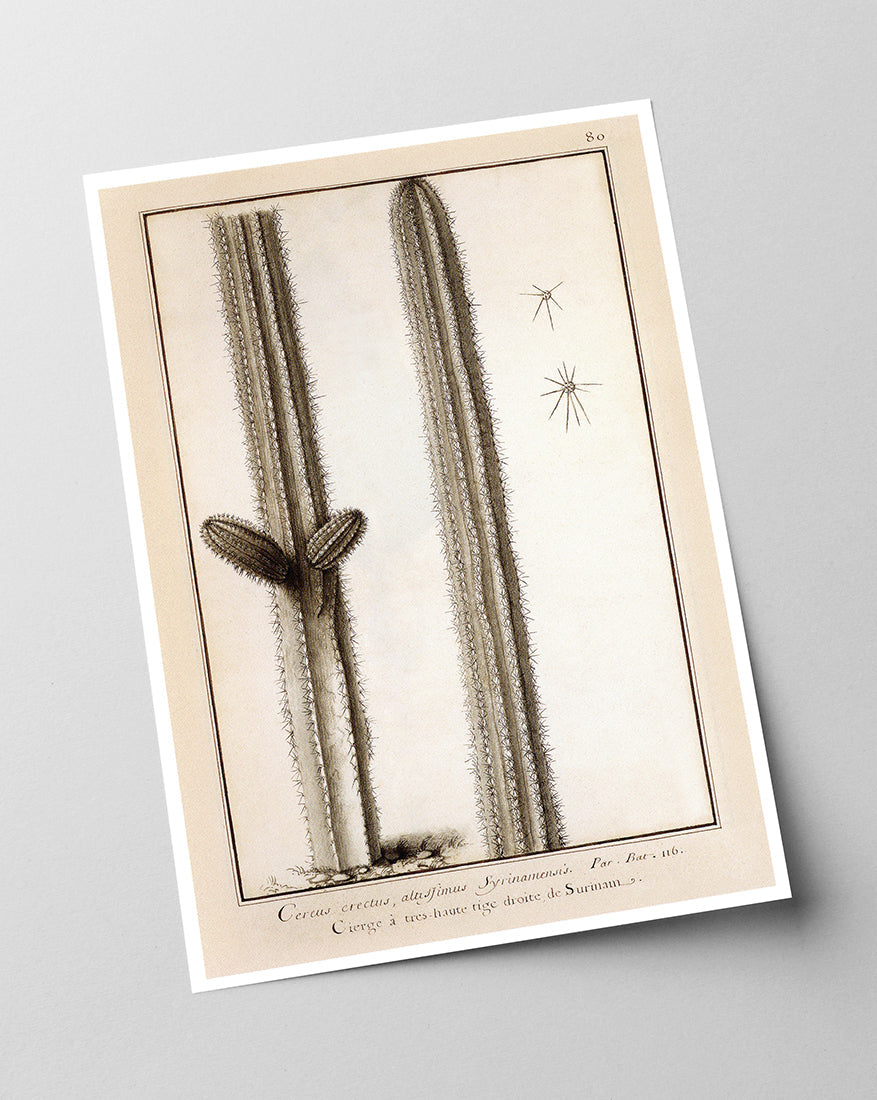 Kaktuszeichnung