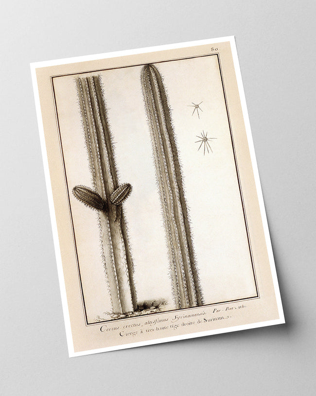 Kaktuszeichnung Main Image
