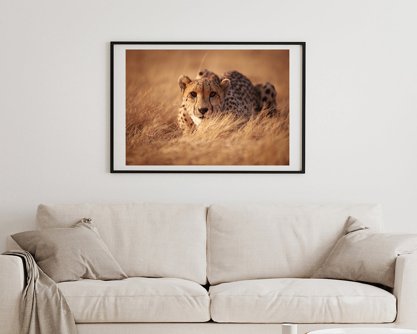 Anpirschender Gepard