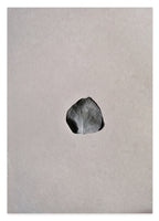 Rosenblatt - Schwarz-Weiß