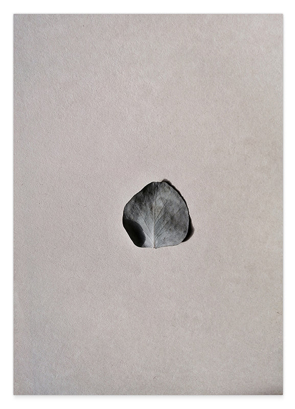 Rosenblatt - Schwarz-Weiß