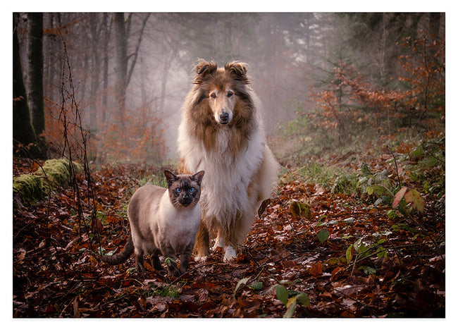 Katze und Hund in der Natur Hover Image