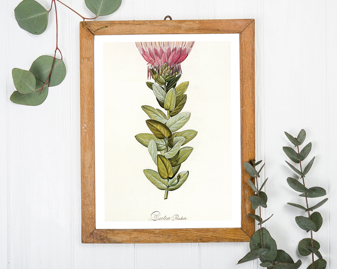 Protea Radiata - Königsprotea mit roter Blüte