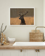 Hirsch im hohen Gras