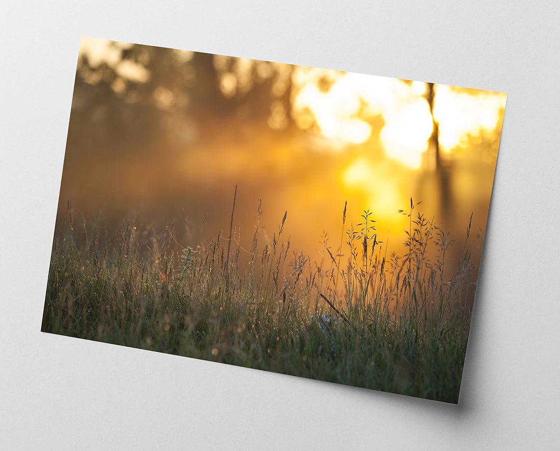 Sonnenstrahlen auf einer Wiese