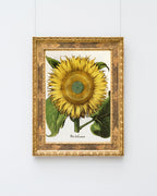 Sonnenblume - Gelbe Blüte