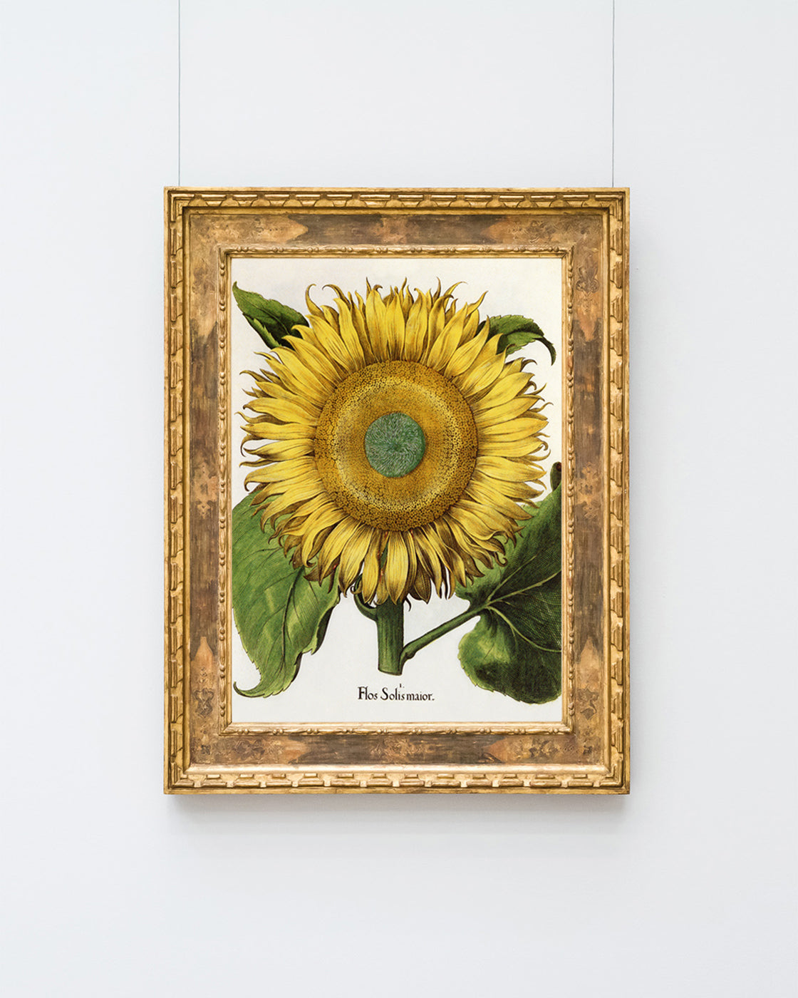 Sonnenblume - Gelbe Blüte