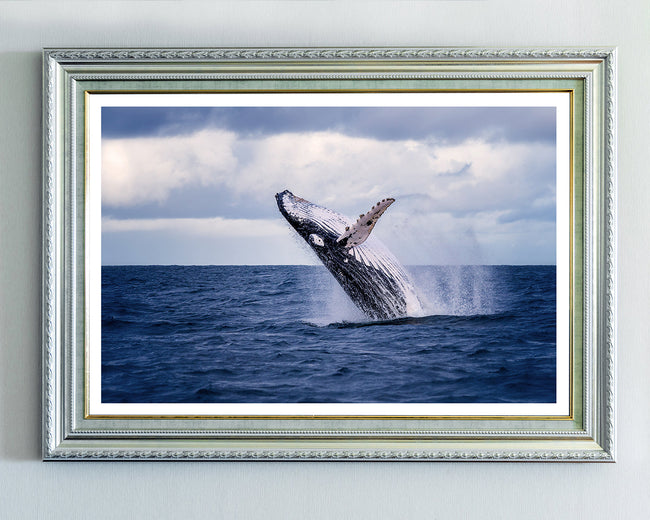 Springender Blauwal Main Image