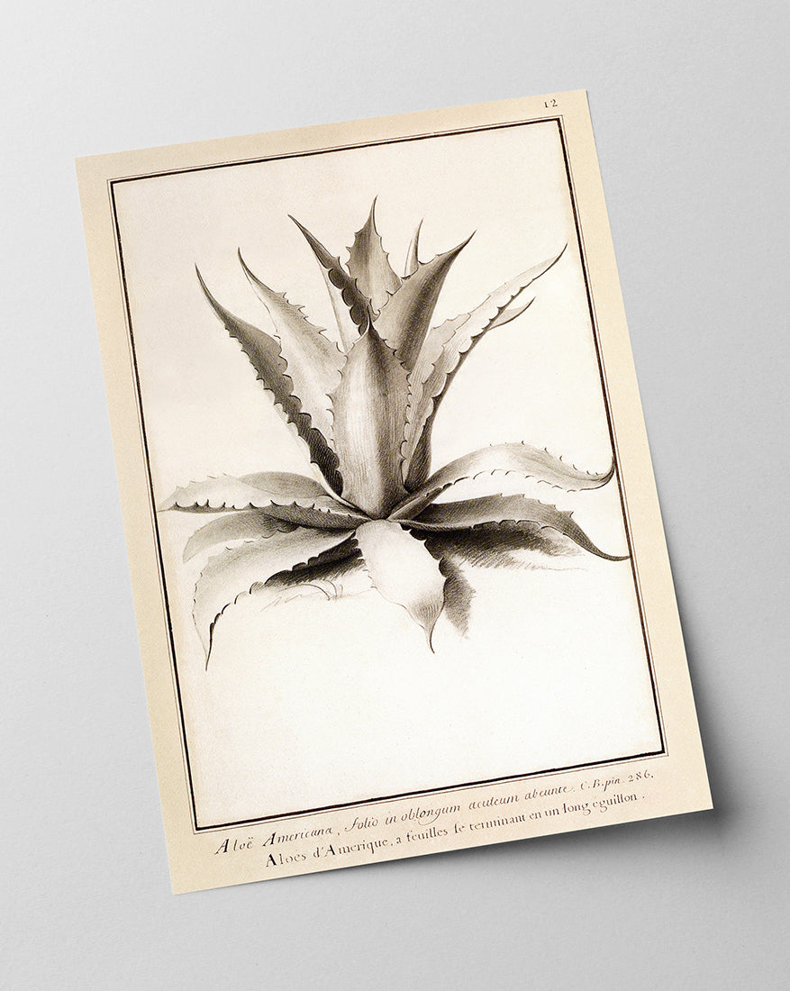 Aloe Americana - Agave